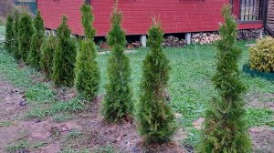 О небольших проблемах с живой изгородью из туи Смарагд + делаем 2й хвойный рокарий