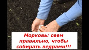 Посев моркови: когда и как сеять?