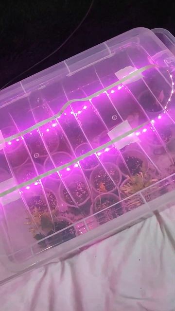 сею перец в январе смотреть онлайн