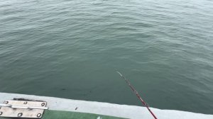 🎣🌊Морская рыбалка: ловля минтая на волшебную снасть