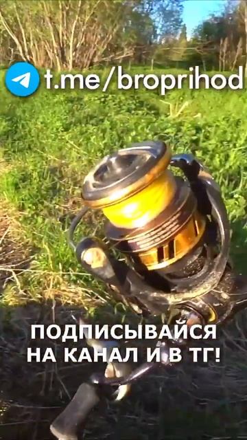 Поклёвка, она самая) #рыбалка #fishing #рыба #река #лето #бра