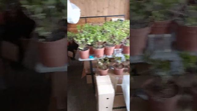 🌿Крупнолистная гортензия🌿Обзор растений, полученн?