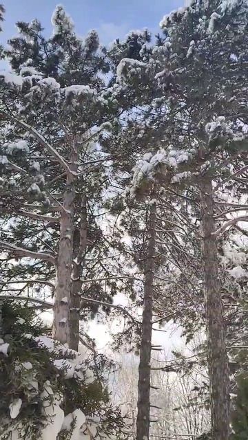 Здесь лапы у елей дрожат на ветру смотреть онлайн