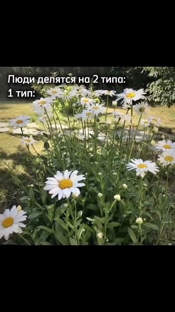 Есть 2 типа людей: #shorts #отдых #timkass2000 #зима смотреть онлайн