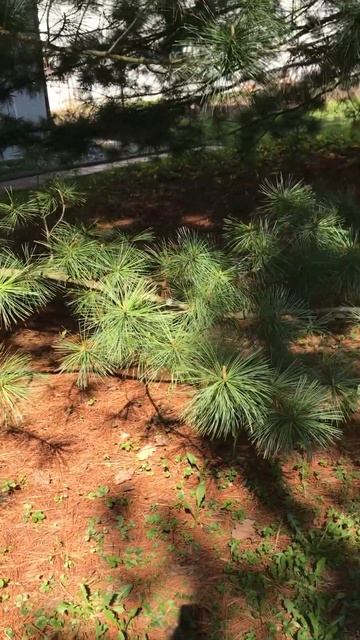 Длина веточки у пихты смотреть онлайн