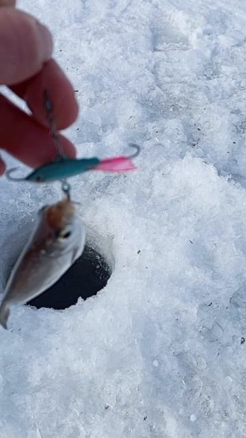 Подлещик на балансир #рыбалка #рыбалканаозере #music #fishin смотреть онлайн