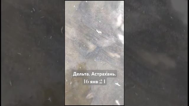 ЗИМА. Рыбалка. Астрахань.Дельта. Рыба гибнет. 16 января