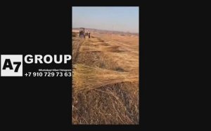 Комбайн прицепной для вязки снопов льна или конопли #комбайн  #травы #конопля