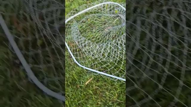 Пьяный карп на пьяную кукурузу😂😂!!!#fishing #shortsvideo #прик? смотреть онлайн