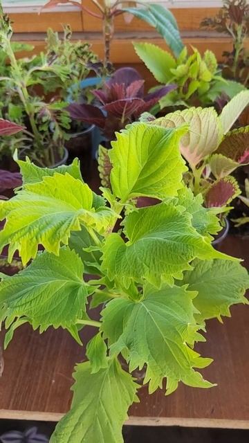 WASABI..15СЕРИЯ..КОЛЕУСЫ.. смотреть онлайн