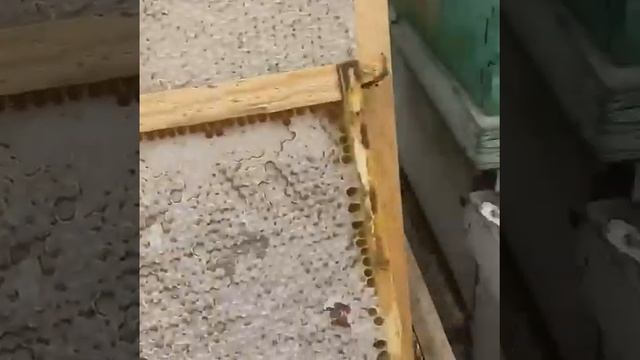 Вот как должен быть Мёд смотреть онлайн