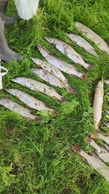 Вот это была #рыбалка #спиннинг гнется, шнур трещит, #не