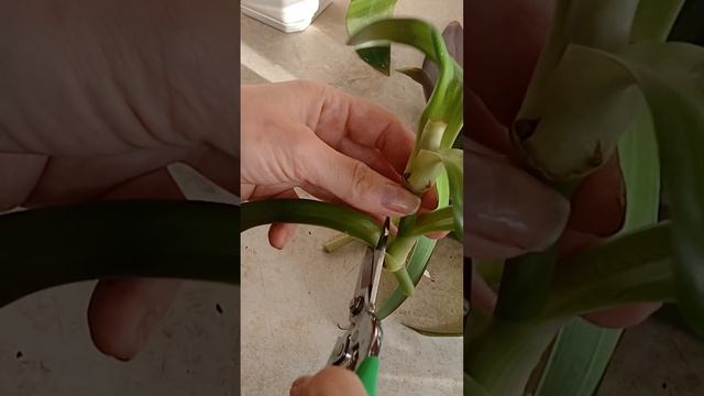 Вытянулась Традесканция РЕО? Сделай ТАК!  #традесканци