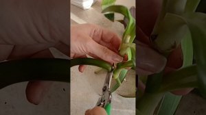 Вытянулась Традесканция РЕО? Сделай ТАК!  #традесканци