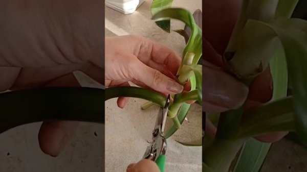 Вытянулась Традесканция РЕО? Сделай ТАК! #традесканци