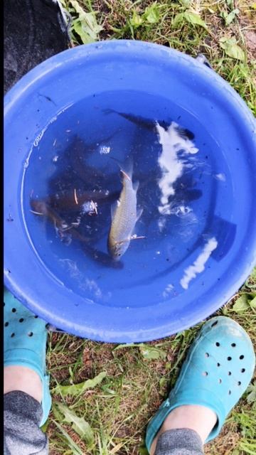 Мои последние уловы за 3 недели.#fishing#ловля#спиннинг#ры?