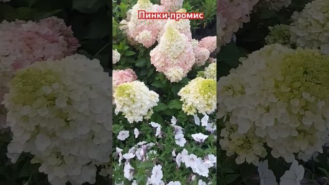 Пинки промис #гортензииметельчатые