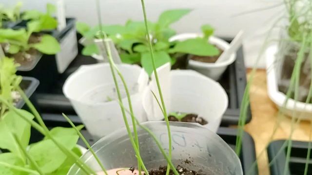 3.04.25 Обзор рассады. Прищипка петунии и перца. #огород #д смотреть онлайн