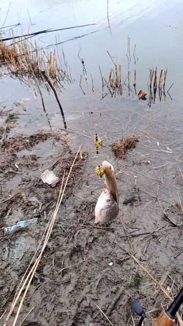 ловили на канале обводном Краснодарский край смотреть онлайн