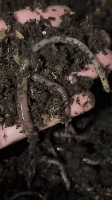 Черви для рыбалки дендробена смотреть онлайн