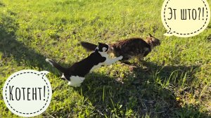 Кошка Морошка и кот Бонифаций делают котент, пока сова Ёль бережёт яйцо, а у меня лапки