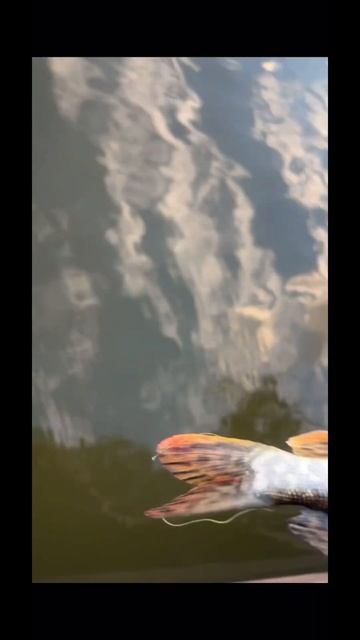 #shorts ЩукаМонстр🤣 #fishing #automobile #тренды #трамп #рыбалка #fi