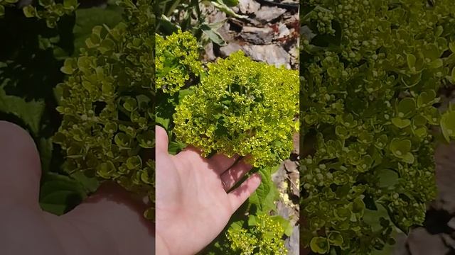 Покупка гортензий весной, Подмосковье#цветы #садовод # смотреть онлайн