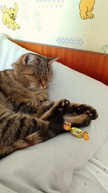 У Маруси есть конфетка ❤️ 2 версия 🐱 смотреть онлайн