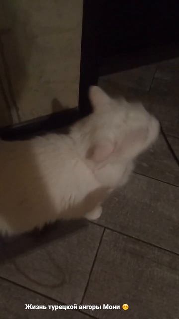 Моня и удочка😊 смотреть онлайн