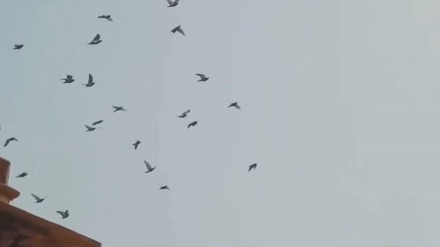 В Индию [EM]
