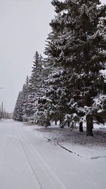 К нам пришла зима!!!Ели нарядились в белые шубки!!! смотреть онлайн