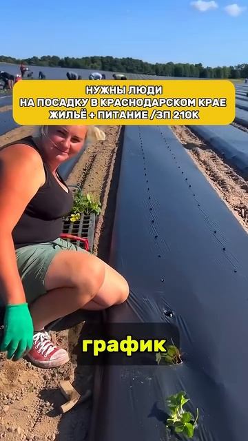 В краснодарском крае по посадке клубники открыта вака смотреть онлайн