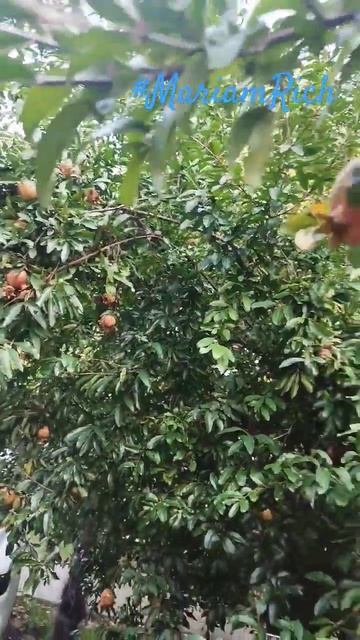 Гранат 🍽️ Сочи