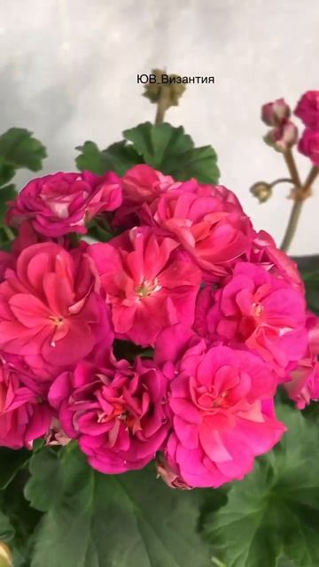 Пеларгония ЮВ_Византия 🌺 смотреть онлайн