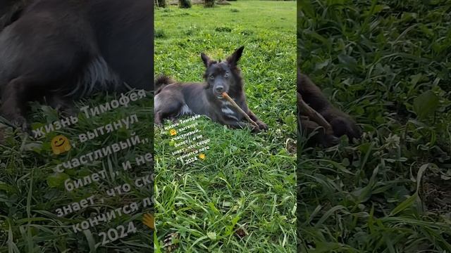 Лето в деревне , Тимофей счастлив и МЫ , так как у нас ес смотреть онлайн