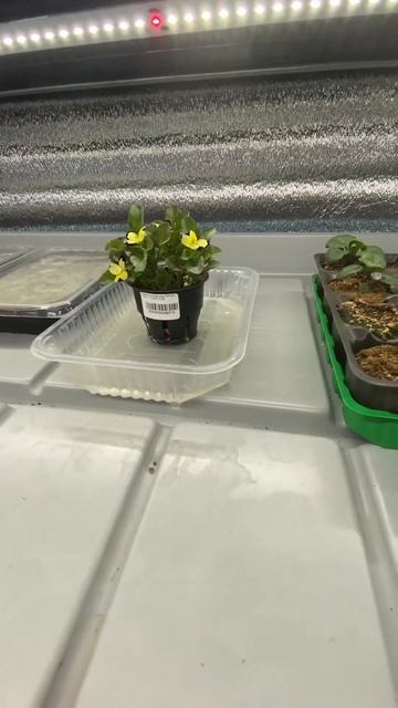 Фиалки 🌺 смотреть онлайн