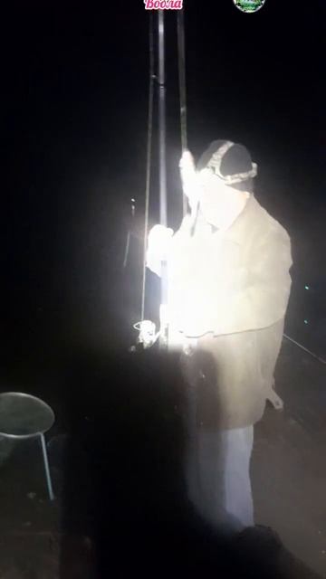 Золотой мост Вобла #fishing #carpfishing #рыболовная #рыбалка #fis