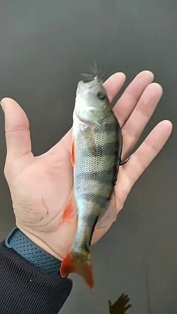 Ловля на мормомуху,спининг Стингер ультралайт ст.Тест смотреть онлайн