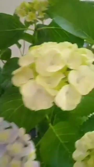 Hydrangea Florentina Blue, Caipirinha.  #flowers #hydrangea #продаж #hydrangeaflower #garden