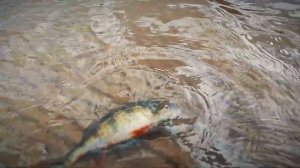 Фри-Риг В Сильный Ветер. Окунь и Щука на Фри-Риг.