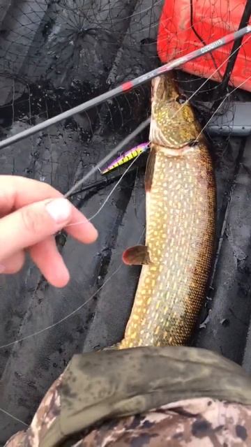 Карелия. Взял самку. #озеро #рыбалка #fishing смотреть онлайн