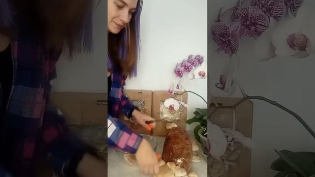 Сбор грибов Шиитаке #сад #огород #вешенки #выращивание? смотреть онлайн