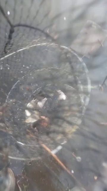 улов на ТЭЦ 2. #рыбалка #fishing #мотыль #карась #поплавок #ф? смотреть онлайн