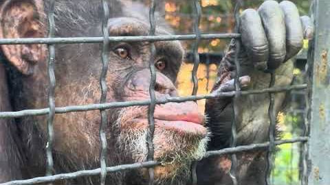 КинКонг Джуди разозлилась и устроила РАЗГРОМ в вольере, мы ее еле задобрили) смотреть онлайн