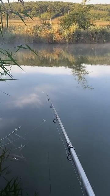 Как клюет карп на 5 кг )#fishing #рыбалка #рыбалка на поплав? смотреть онлайн