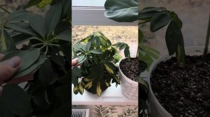 Черенкование Шеффлеры🌿 Как правильно черенковать?!