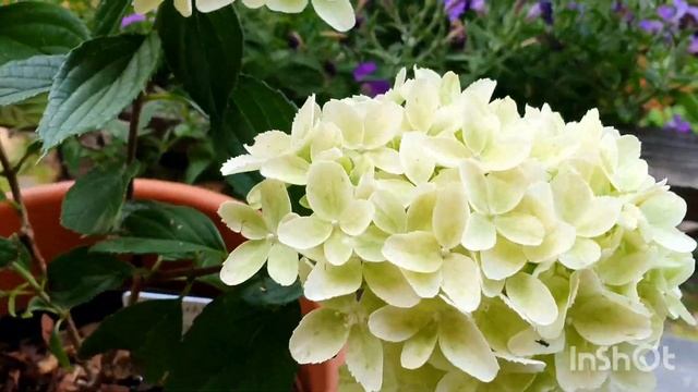 Метельчатая гортензия Гарден Лайт Вайт Лайт в июле.