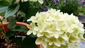 Метельчатая гортензия Гарден Лайт Вайт Лайт в июле.