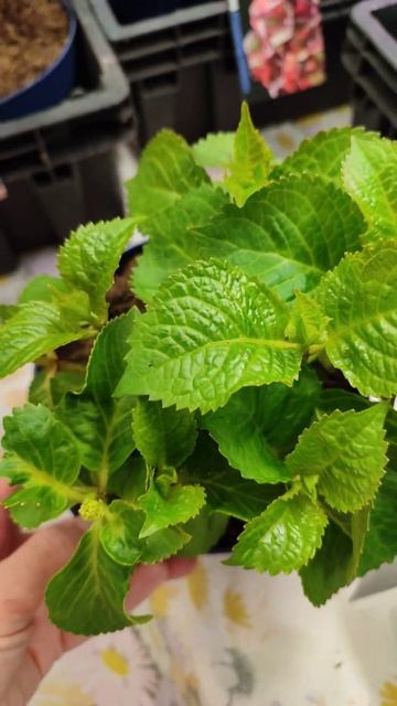 крупноьистная гортензия Файер Вингс