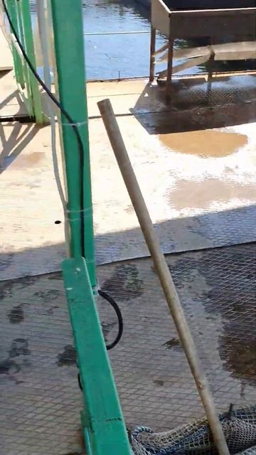 Сибирь 🌲, форелевое хозяйство 🐠, река Енисей 💪🇷🇺